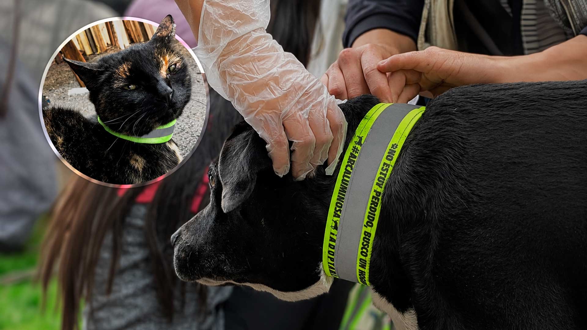 Colombia está salvando perritos con collares reflectivos