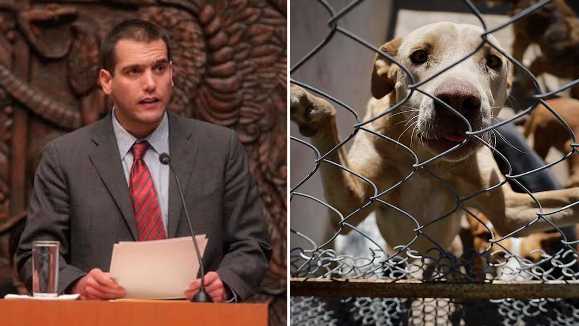 El político que un solo día presentó 7 leyes para defender a los animales