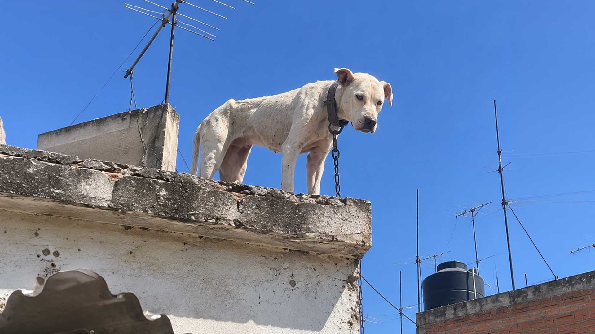 ¡No más perritos encadenados en azoteas! El Partido Verde impulsó la ley y el Senado la aprobó. ¿Estás a favor?