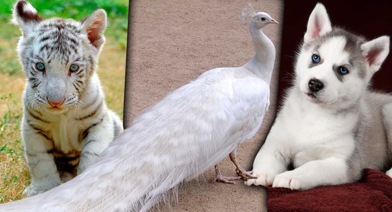 Los-10-animales-más-bonitos-del-mundo1